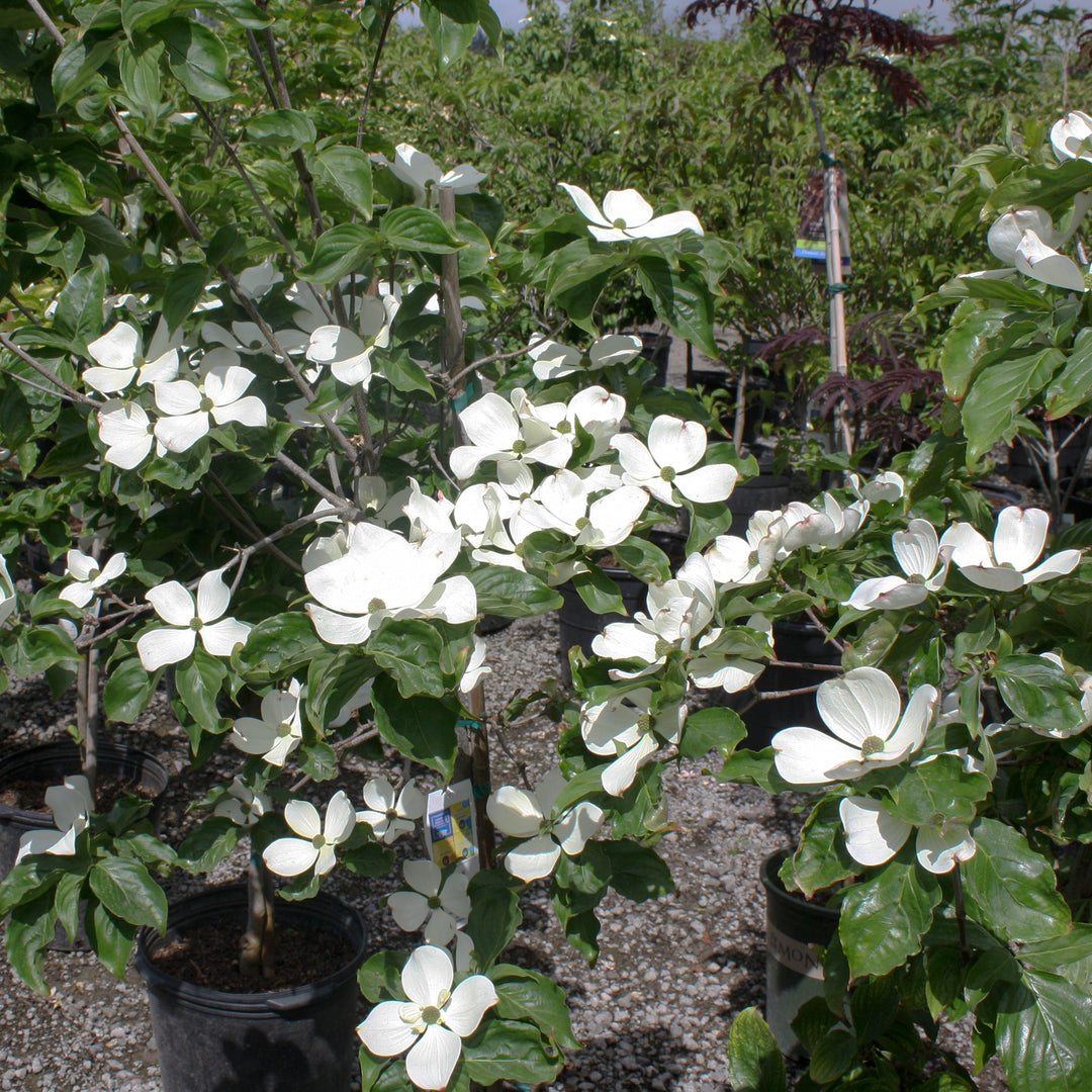 Cornus x kousa 'KN30-8' PP16309 Dogwood, 7 Gallon Trees