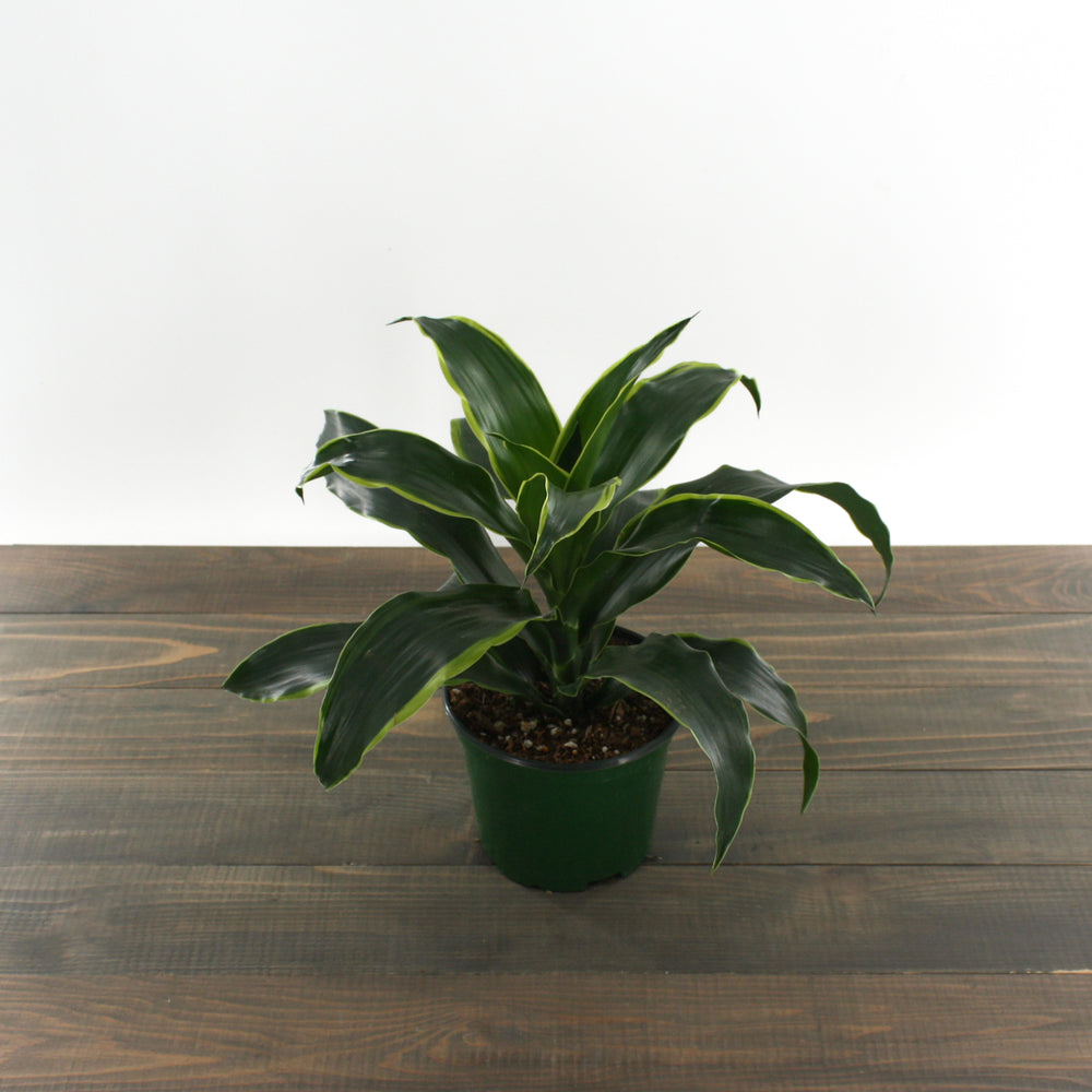 Al's Garden & Home 'Dorado' Indoor Dracaena (Dracaena), 4 Inch houseplant