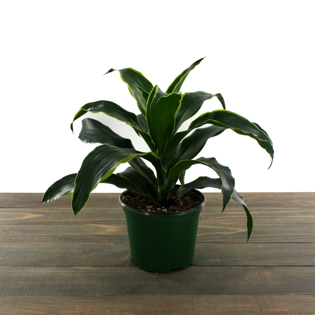 Al's Garden & Home 'Dorado' Indoor Dracaena (Dracaena), 4 Inch houseplant