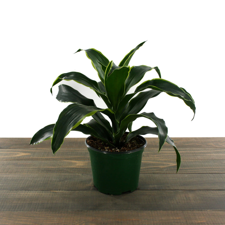 Dracaena fragrans 'Dorado' Corn Plant, 6 Inch Houseplants
