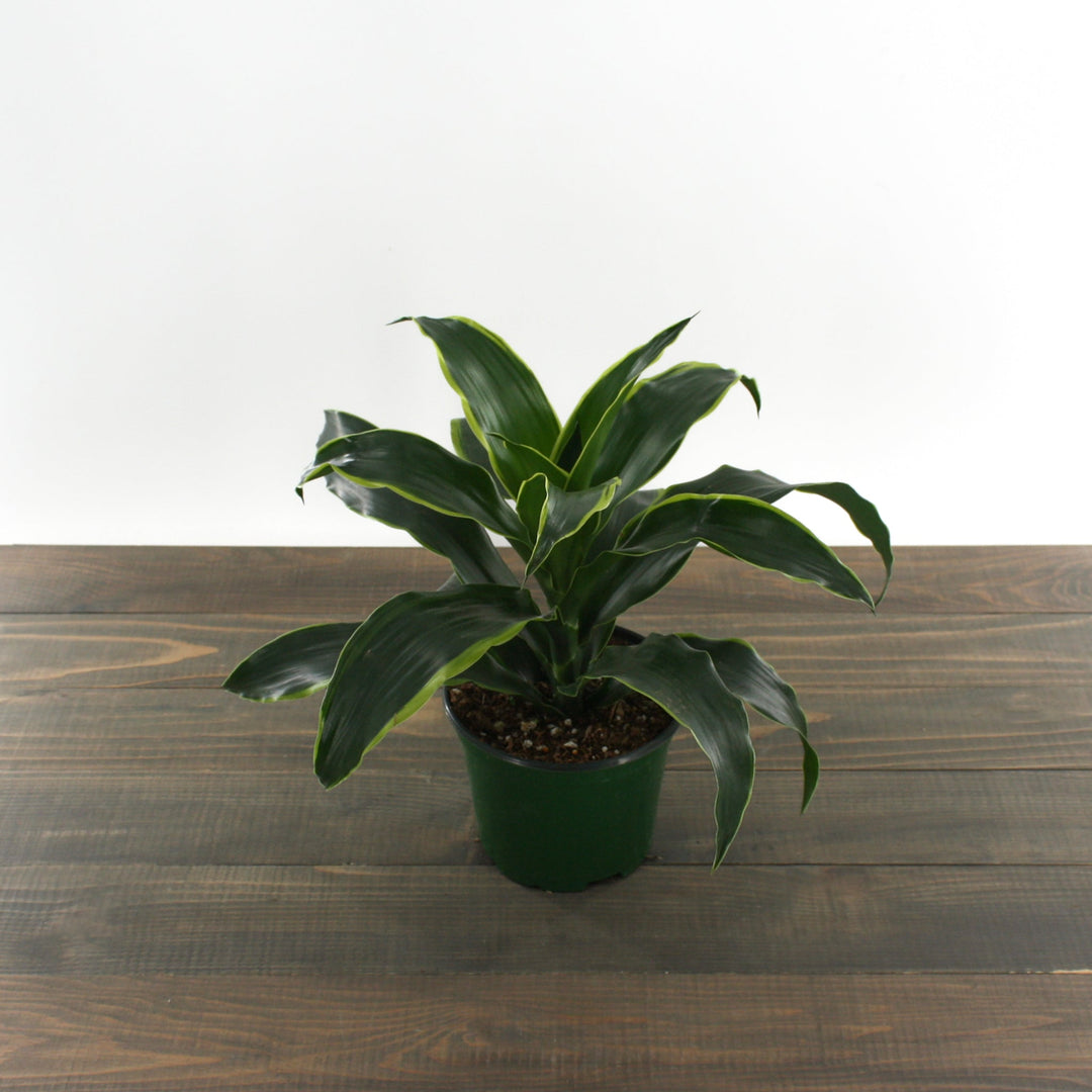 Dracaena fragrans 'Dorado' Corn Plant, 6 Inch Houseplants