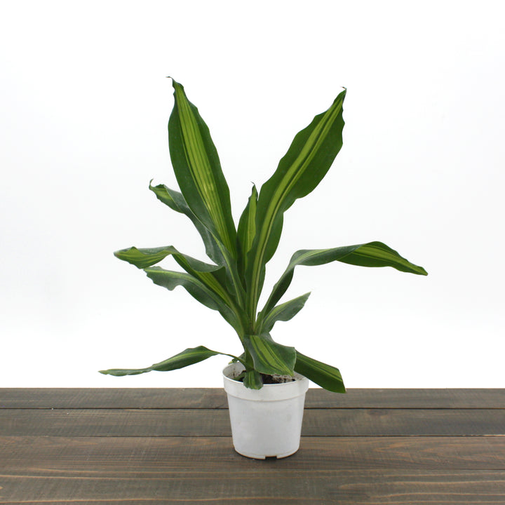 als garden and home dracaena