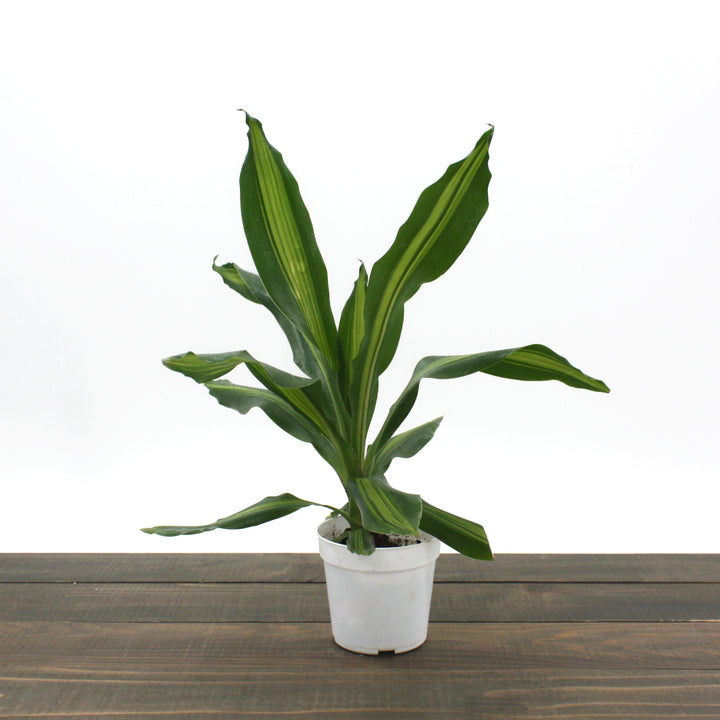 Dracaena fragrans 'Golden Heart' Corn Plant, 4 Inch Houseplants