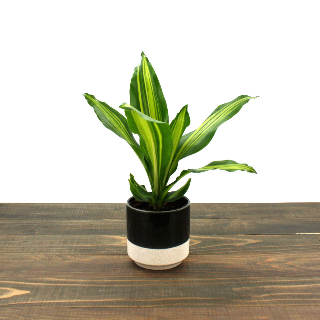 Dracaena fragrans 'Golden Heart' Corn Plant, 4 Inch Houseplants
