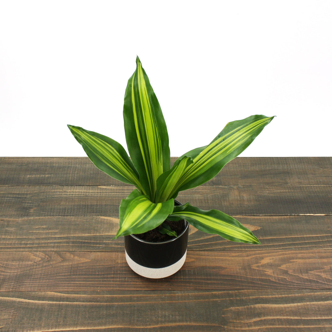 Dracaena fragrans 'Golden Heart' Corn Plant, 4 Inch Houseplants
