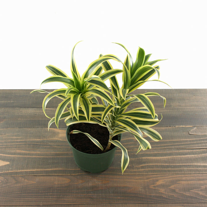 Al's Garden & Home 'Song of India' Indoor Dracaena (Dracaena), 6 Inch houseplant