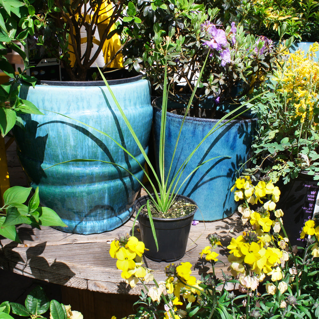 dracaena garden Dracaena – Al's Garden & Home