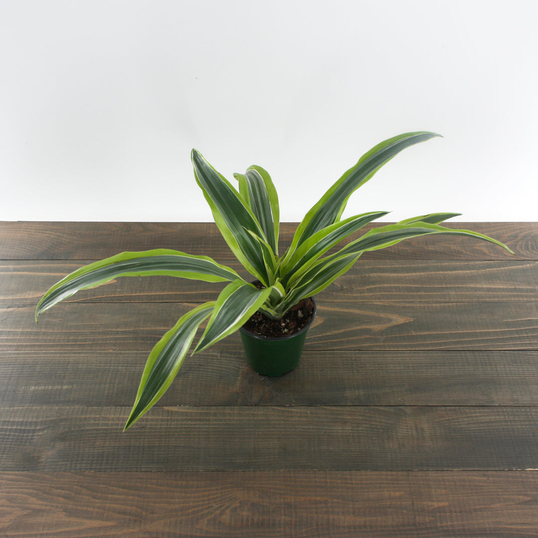 Al's Garden & Home 'Lemon Lime' Indoor Dracaena (Dracaena), 4 Inch houseplant