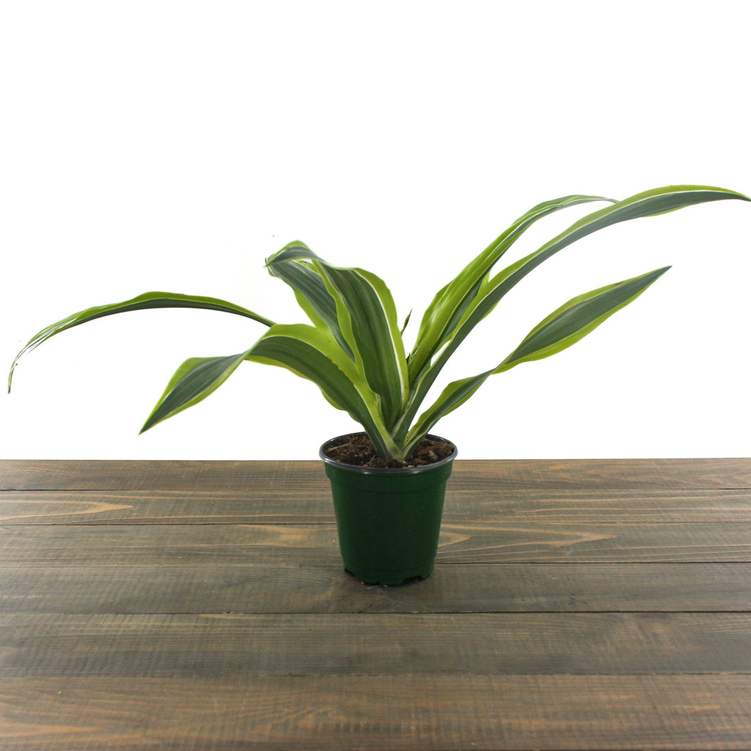 Dracaena fragrans 'Lemon Lime' Corn Plant, 4 Inch Houseplants