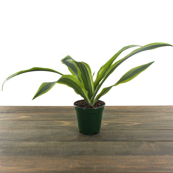 Dracaena fragrans 'Lemon Lime' Corn Plant, 4 Inch Houseplants