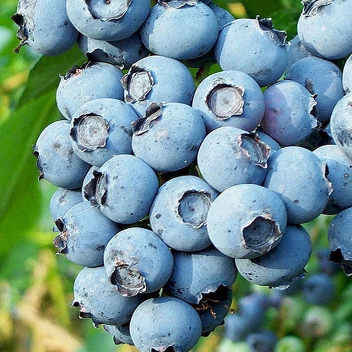 Vaccinium corymbosum 'Duke' Highbush Blueberry, Shrub