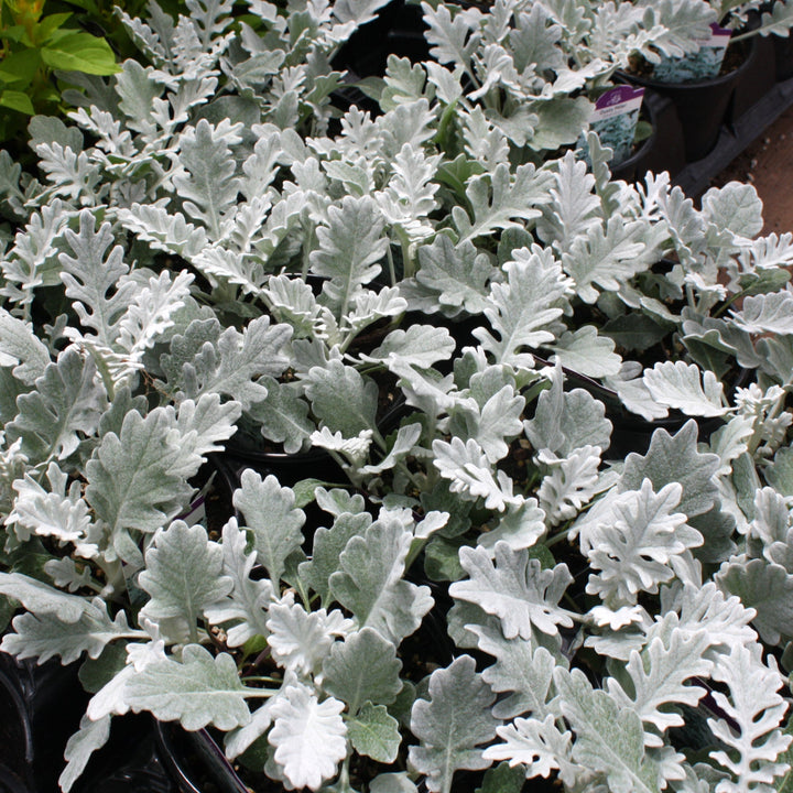 Jacobaea maritima Dusty Miller, 1 Quart Annuals