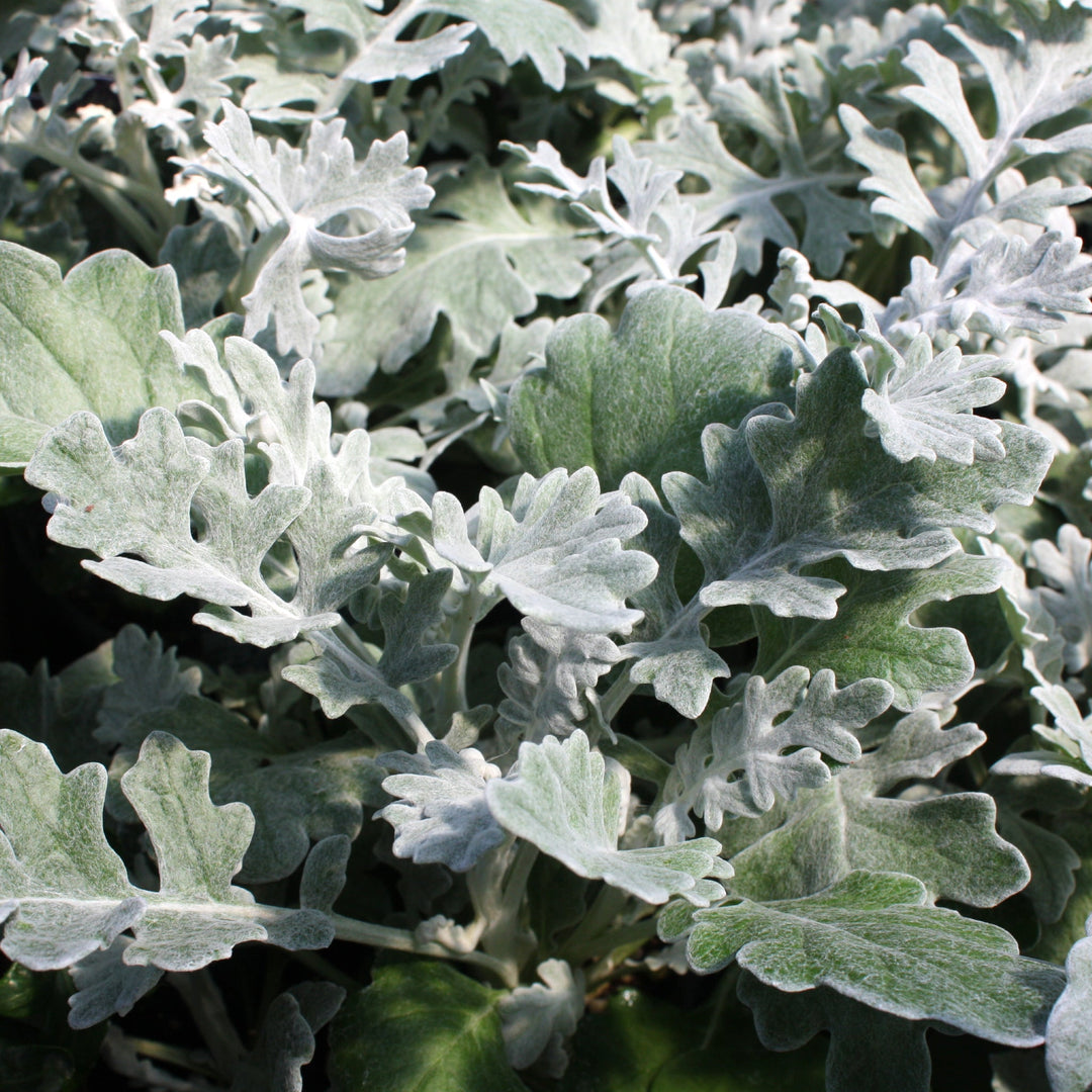 Jacobaea maritima Dusty Miller, 4 Inch Annuals