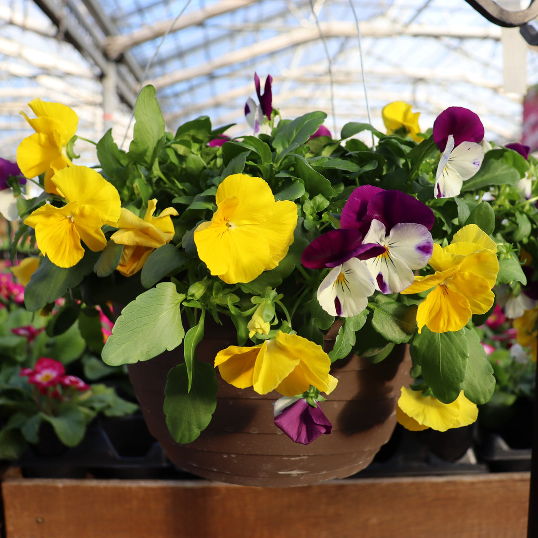 Hanging Baskets Grown by Al's