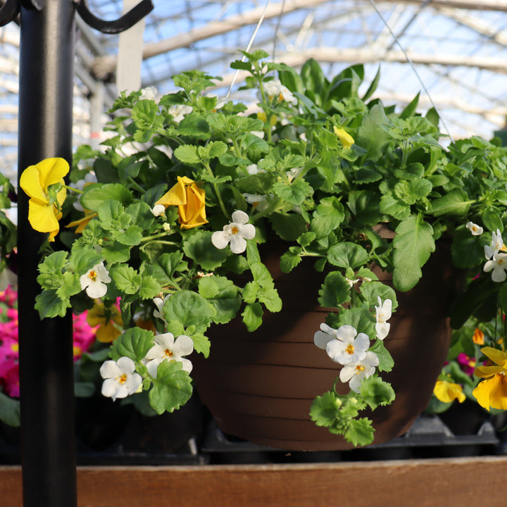 Hanging Baskets Grown by Al's