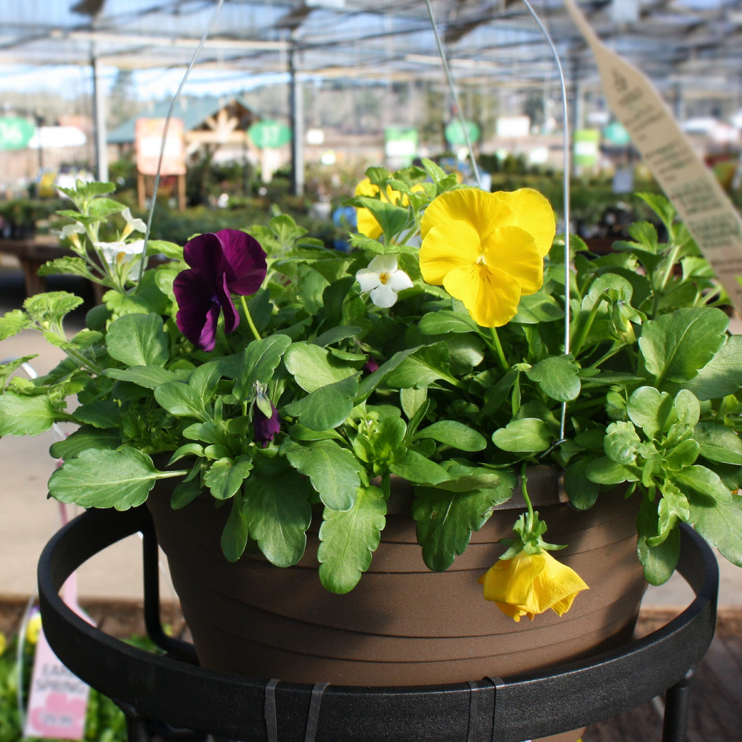 Spring Hanging Basket
