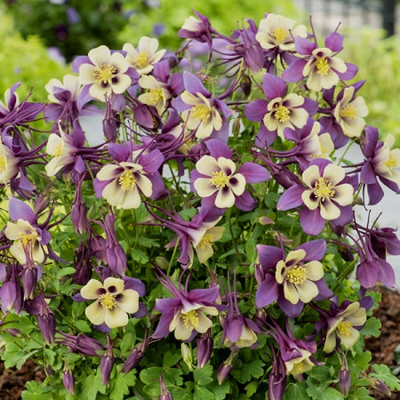 Aquilegia x 'PAS1258488' Columbine, 1 Gallon Perennials