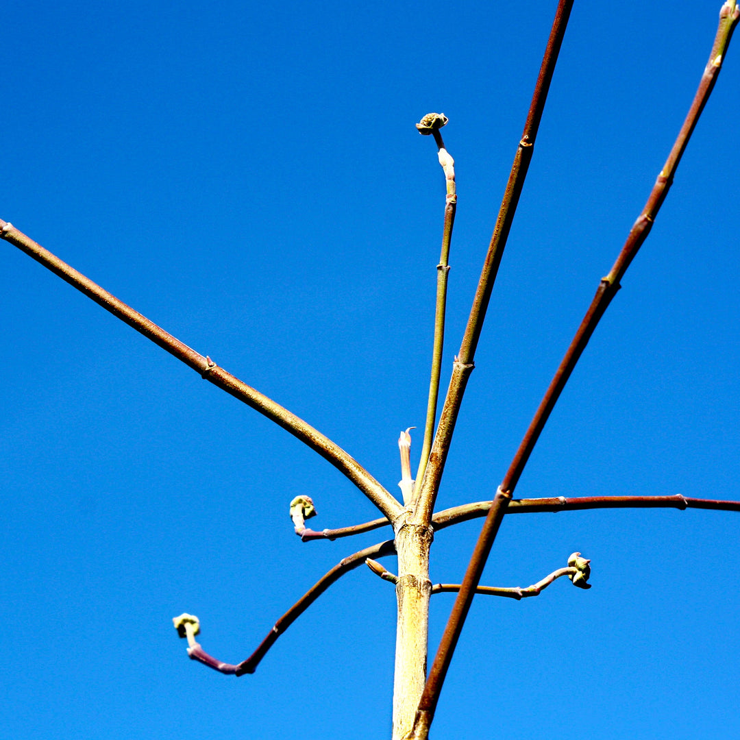 Cornus nuttalii x florida 'Eddies White Wonder' Dogwood, 7 Gallon Trees