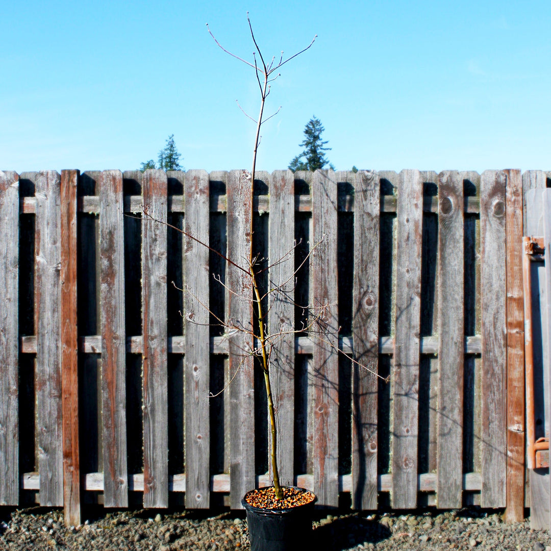 Cornus nuttalii x florida 'Eddies White Wonder' Dogwood, 7 Gallon Trees