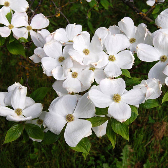 Cornus nuttalii x florida 'Eddies White Wonder' Dogwood, 7 Gallon Trees