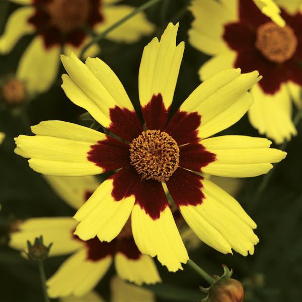 Coreopsis rosea 'Bloomsation Dragon' PPAF Coreopsis, 1 Gallon Perennials