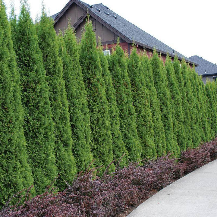 Arborvitae - 'Emerald Green'