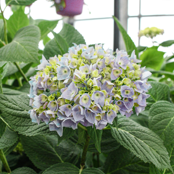 Al's Garden & Home 'Endless Summer The Original' Mophead Hydrangea (Hydrangea macrophylla), 2 Gallon shrub