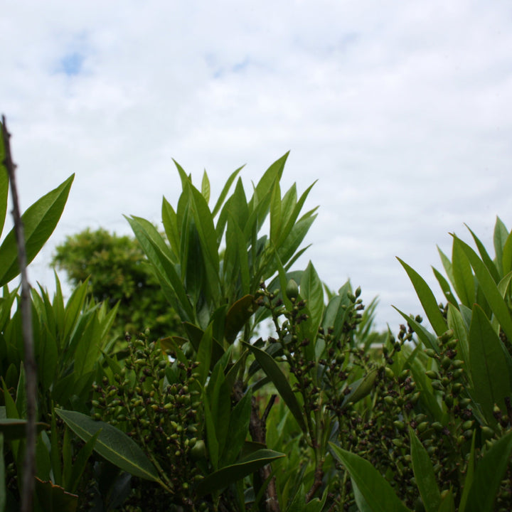 Prunus laurocerasus 'Otto Luyken' English Laurel, 7 Gallon Shrubs