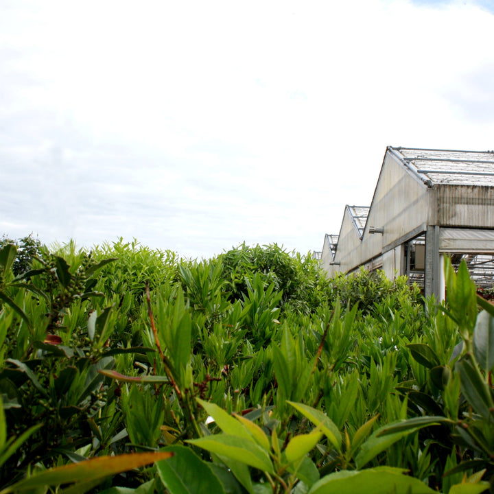 Prunus laurocerasus 'Otto Luyken' English Laurel, 7 Gallon Shrubs