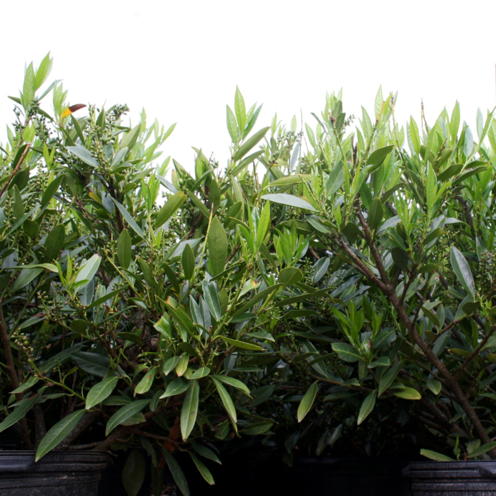 Prunus laurocerasus 'Otto Luyken' English Laurel, 7 Gallon Shrubs