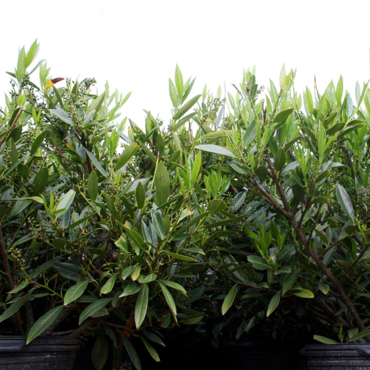 Prunus laurocerasus 'Otto Luyken' English Laurel, 7 Gallon Shrubs