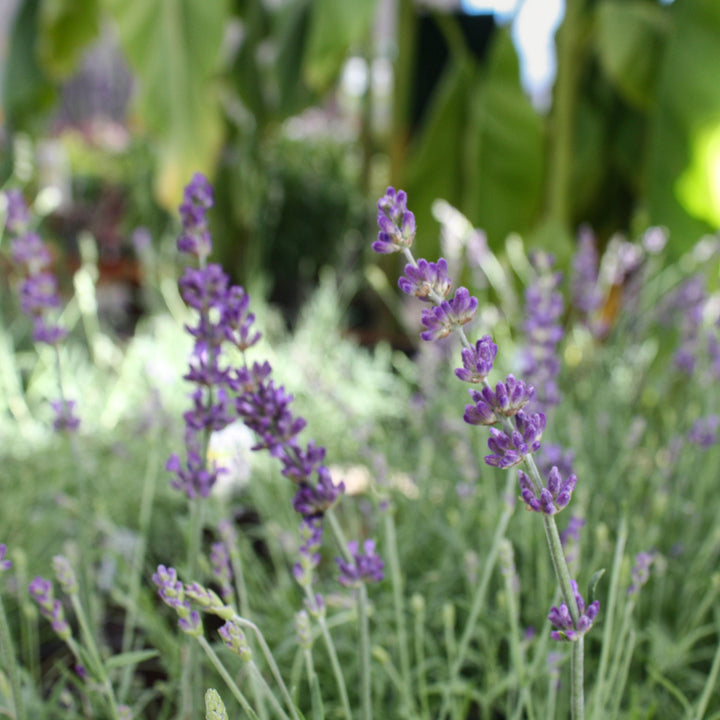 Lavandula angustifolia 'Hidcote' English Lavender, 1 Gallon Perennials