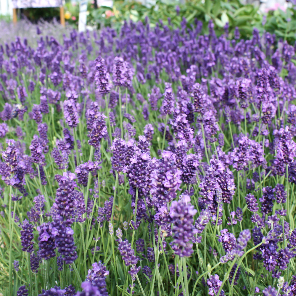 Lavandula angustifolia 'La Diva Vintage Violet' English Lavender, 1 Gallon Perennials