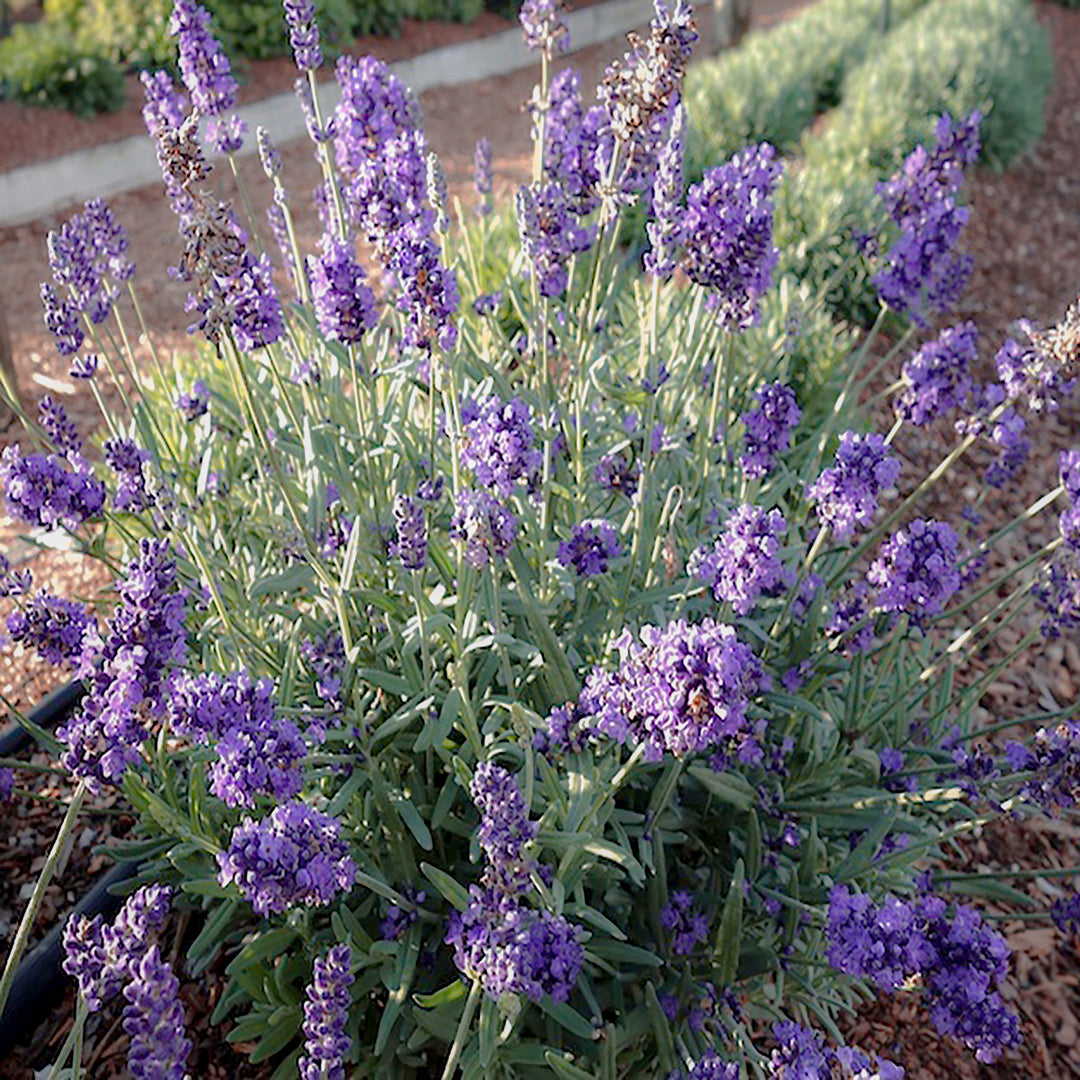 Al's Garden & Home 'La Diva Vintage Violet' English Lavender (Lavandula angustifolia), 12 Inch perennial