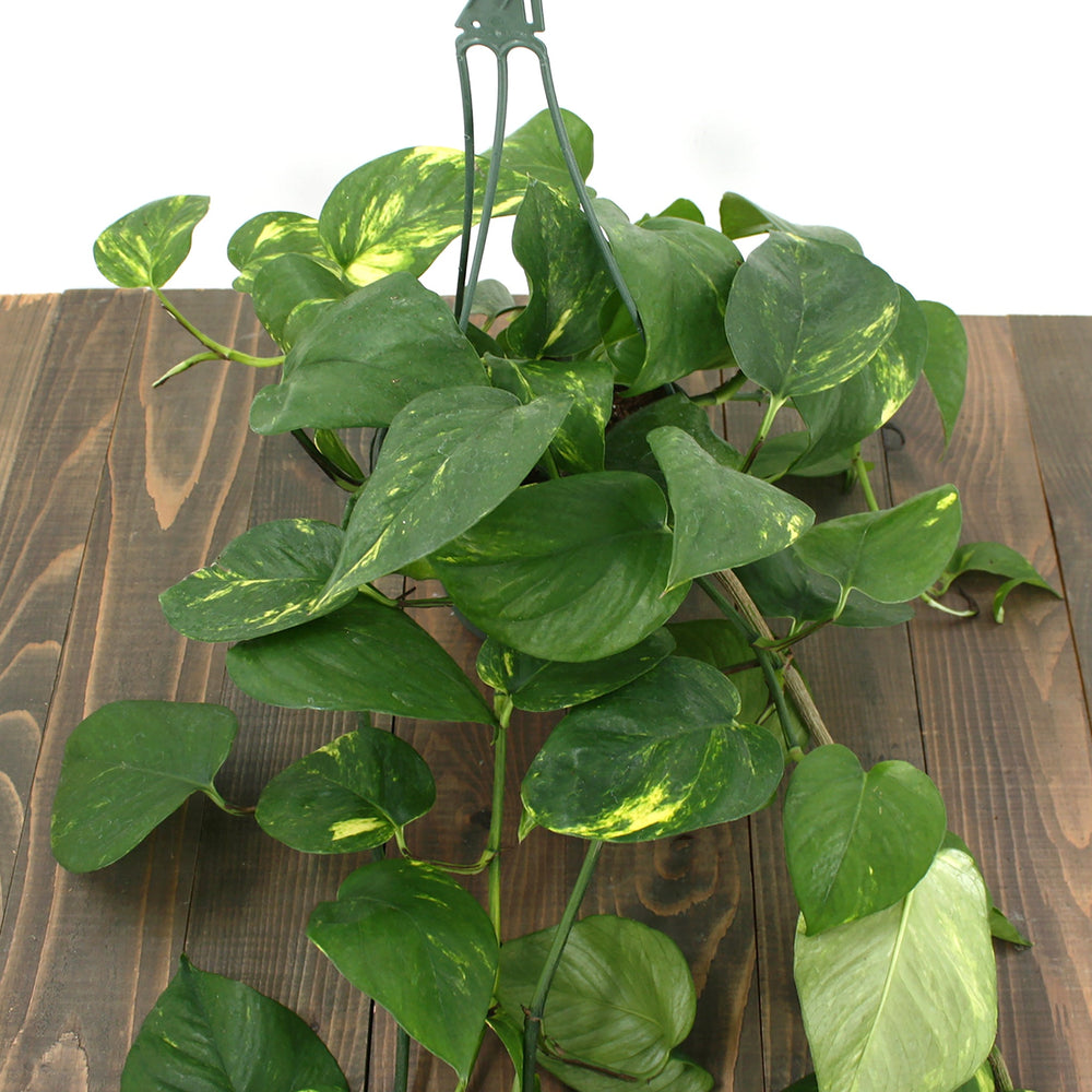 Epipremnum aureum 'Golden' Pothos, 6 Inch Houseplants
