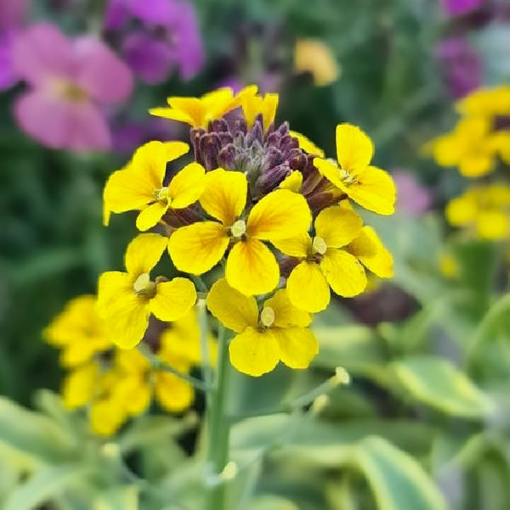 Erysimum x 'Sunny Days' Wallflower, 1 Gallon Perennials