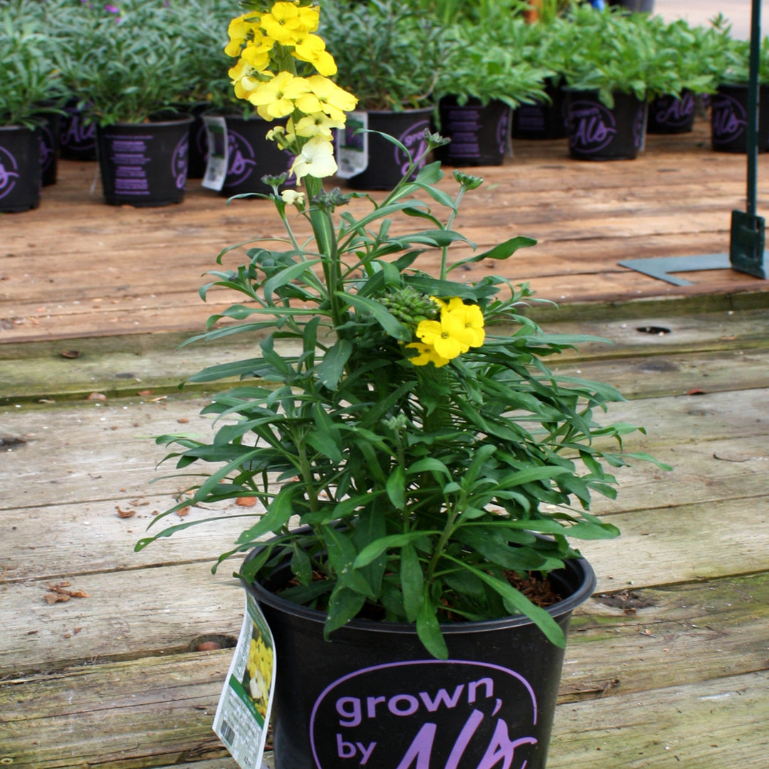 Erysimum x 'Winter Sun' Wallflower, 1 Gallon Perennials