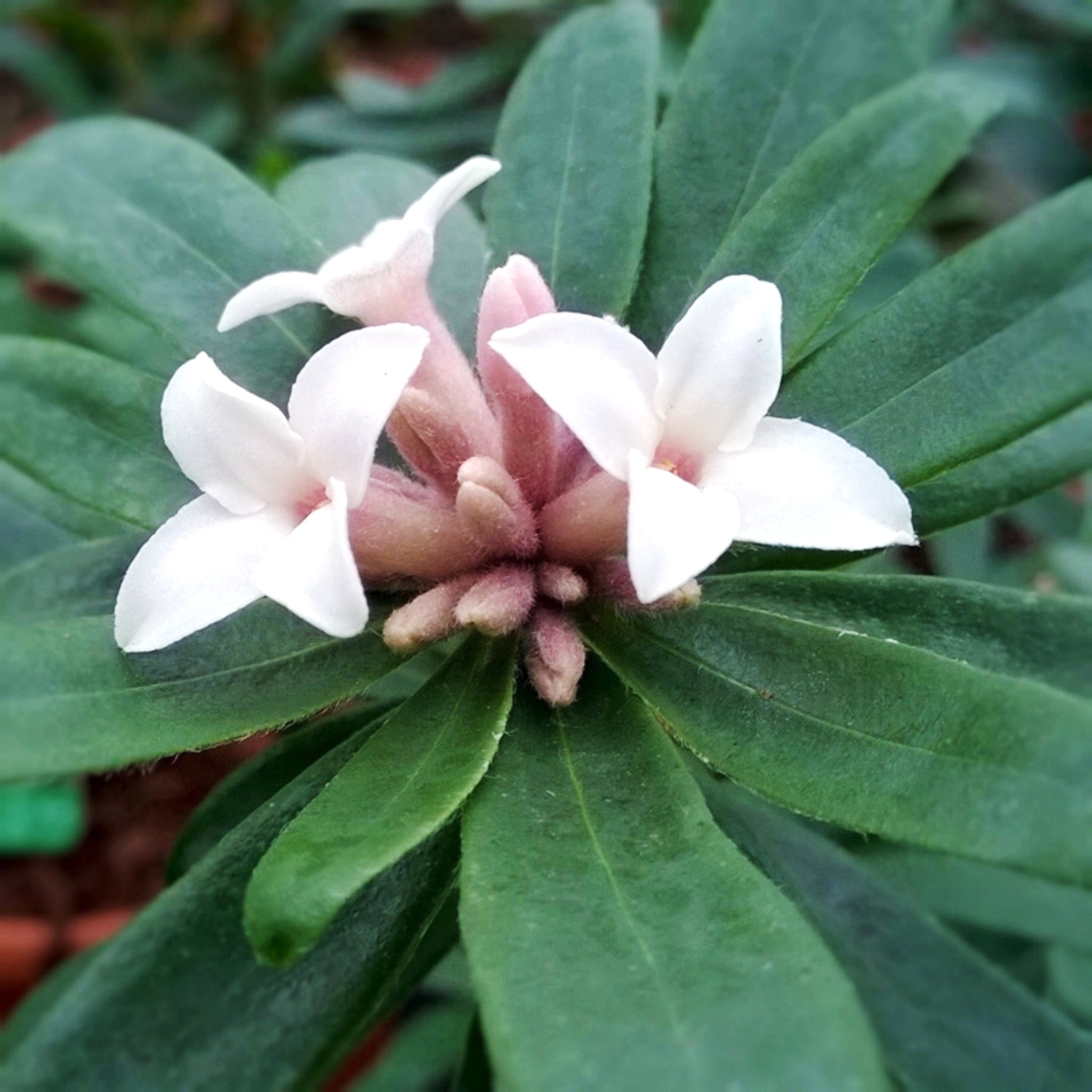 Daphne – Al's Garden & Home