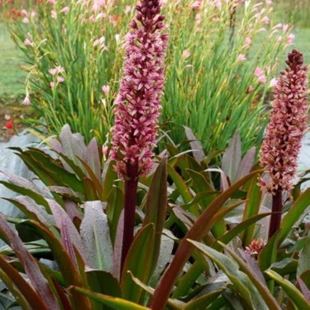 Eucomis 'Zulu Flame' Pineapple Lily, 1 Gallon Perennials