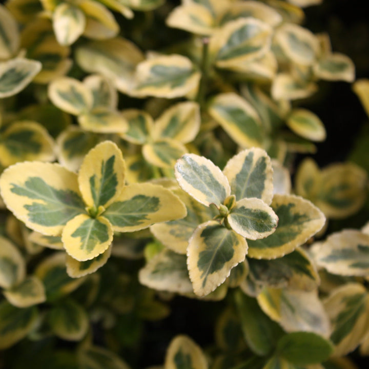 Euonymus fortunei 'Emerald & Gold' Wintercreeper Euonymus, 1 Gallon Shrubs