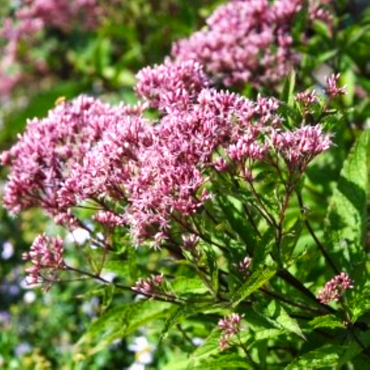 Joe Pye Weed