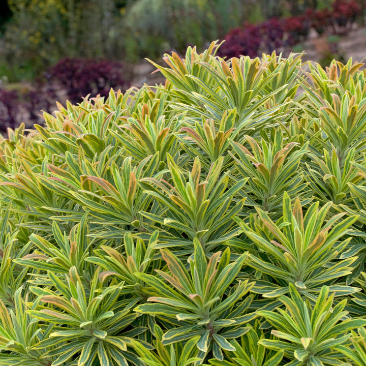 Al's Garden & Home 'Ascot Rainbow' Euphorbia, 5 Inch perennial