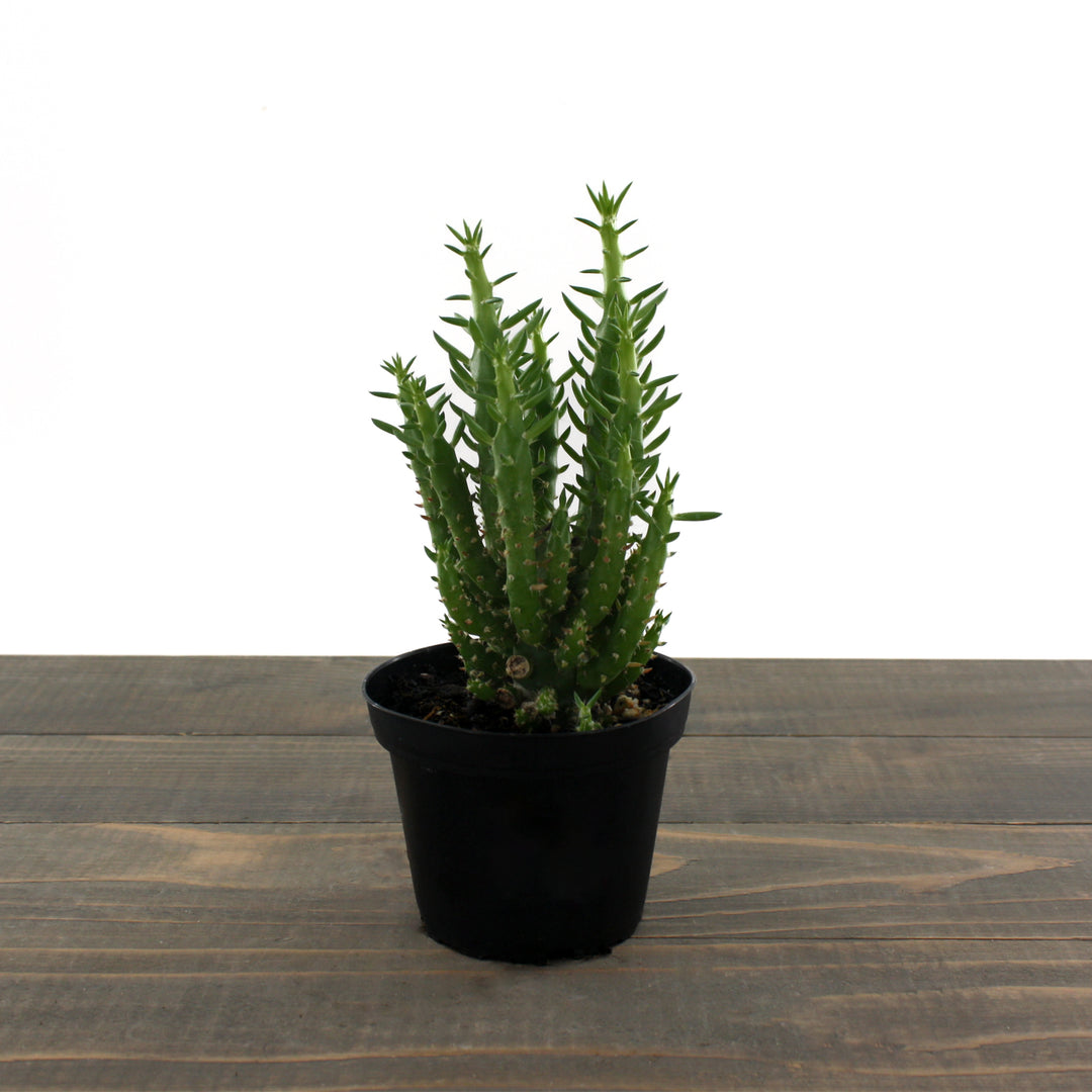 The Good Earth Nursery generic Eve's Needle (Austrocylindropuntia subulata), 4 Inch houseplant