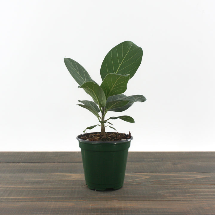 Amaranto Growers 'Audrey' Banyan Tree (Ficus benghalensis), 4 Inch houseplant