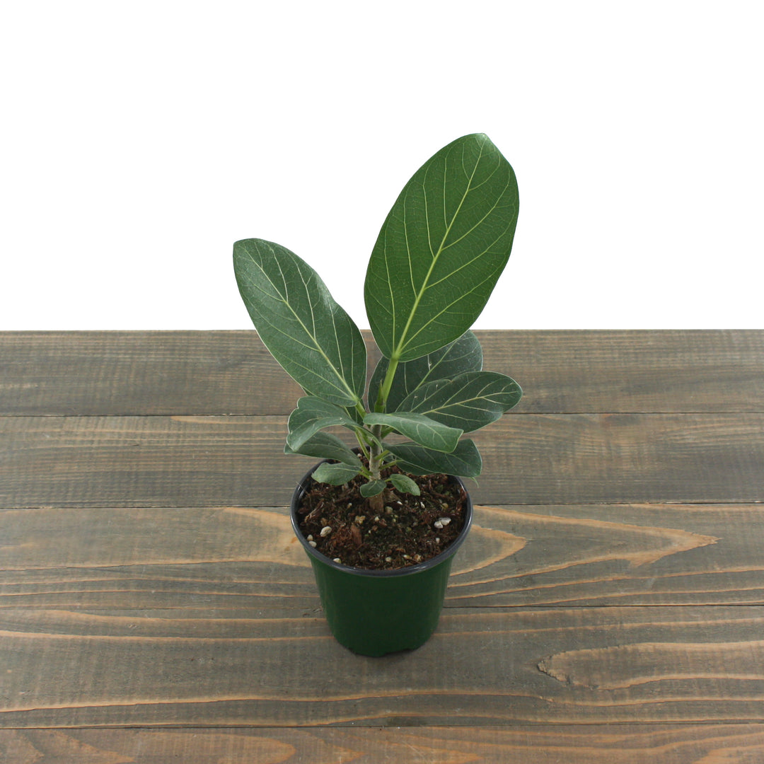 Amaranto Growers 'Audrey' Banyan Tree (Ficus benghalensis), 4 Inch houseplant