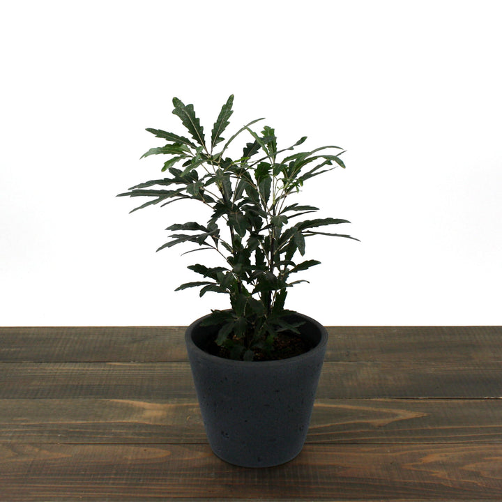 Plerandra elegantissima False Aralia, 4 Inch Houseplants