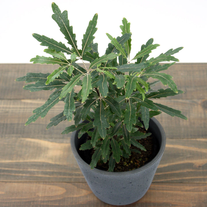 Plerandra elegantissima False Aralia, 4 Inch Houseplants