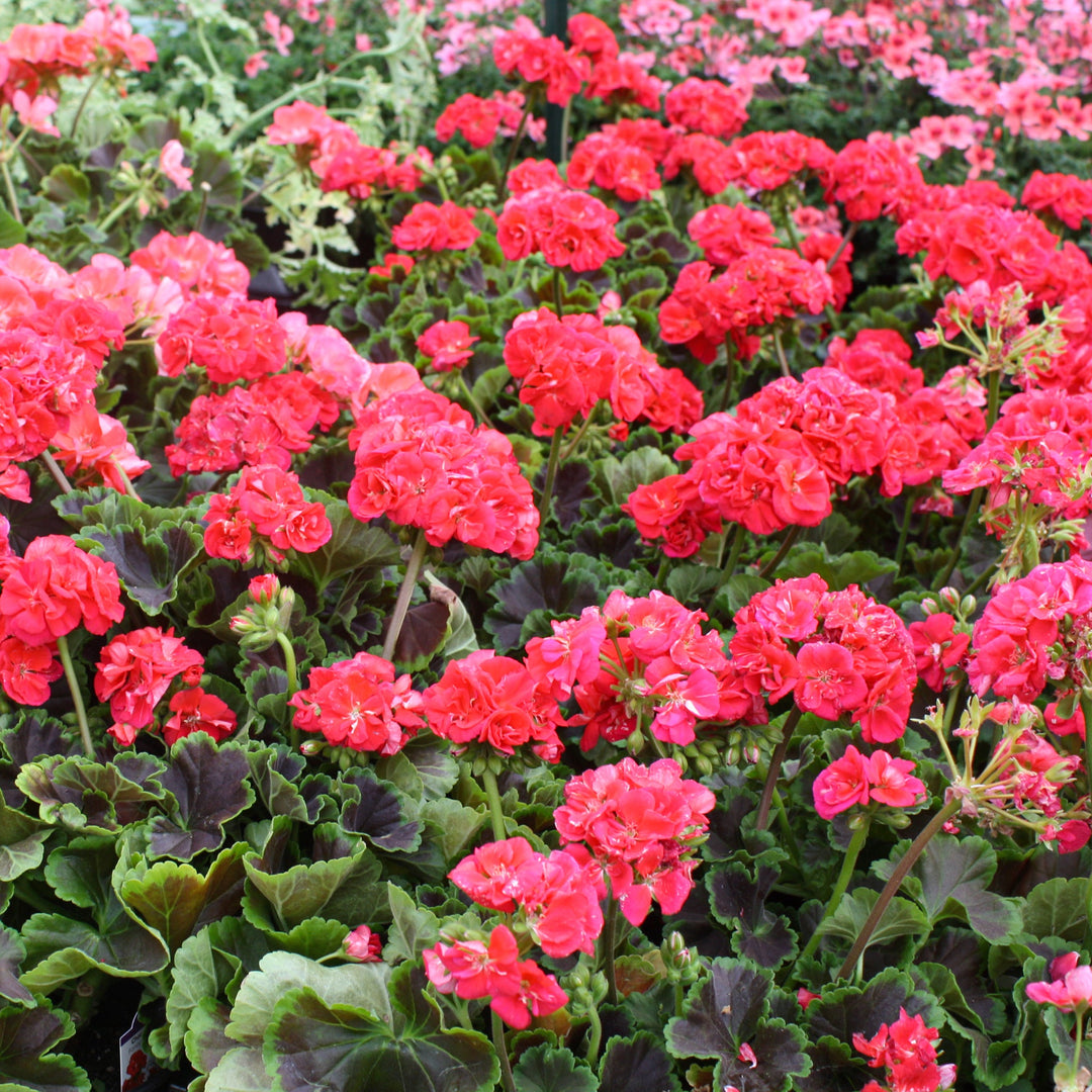 Pelargonium x 'Chocolate Cherry' Fancy Leaf Geranium, 1 Quart Annuals