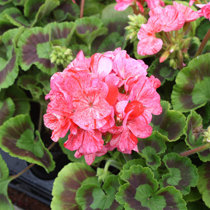Pelargonium x 'Glitter Orange' Fancy Leaf Geranium, 1 Quart Annuals