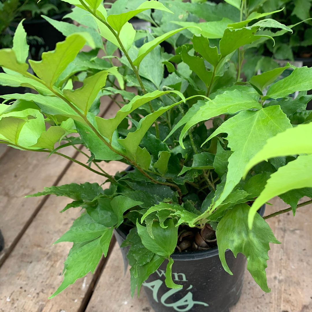 Cyrtomium falcatum Japanese Holly Fern, 1 Gallon Perennials